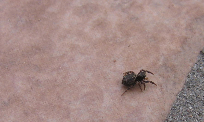 Salticidae.........