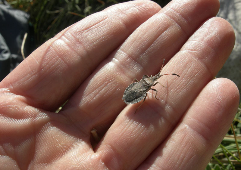 Coreidae: Enoplops e Coreus del Trentino (M.Bondone)