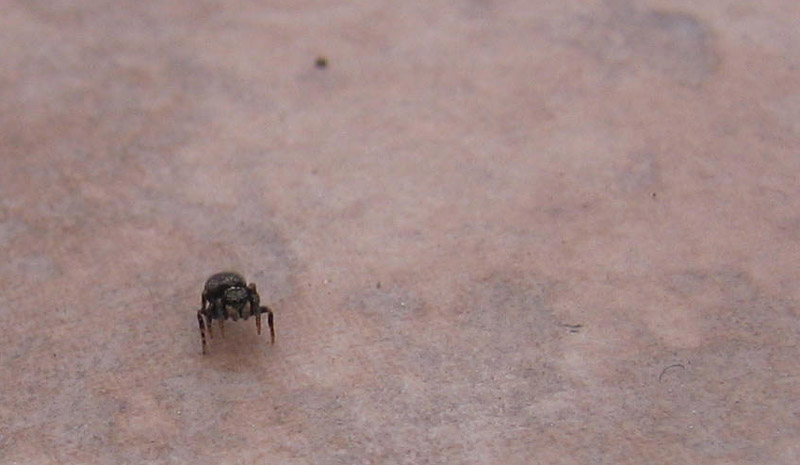 Salticidae.........