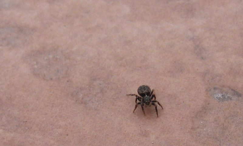 Salticidae.........