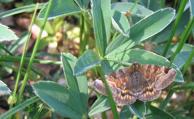 Euclidia glyphica - Erebidae........dal Trentino