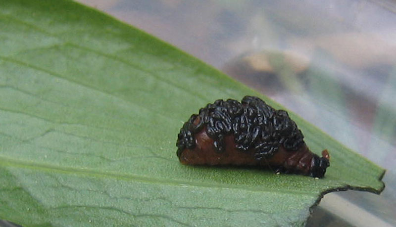 non so proprio..... larva di crisomelide: Lilioceris