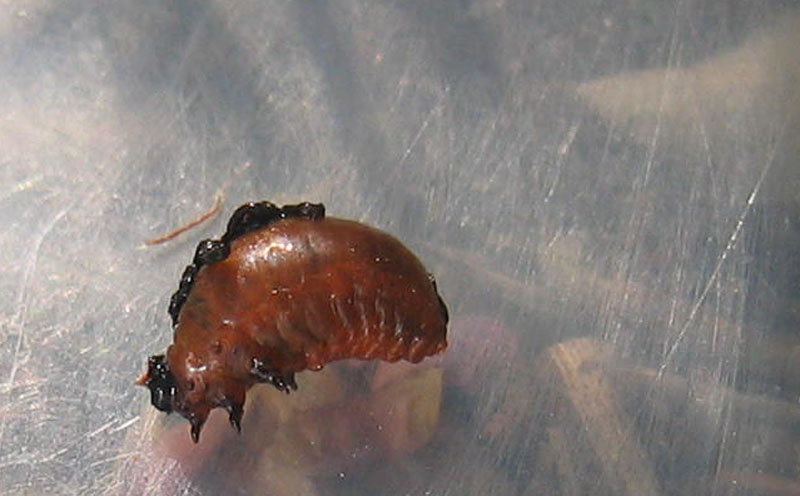 non so proprio..... larva di crisomelide: Lilioceris