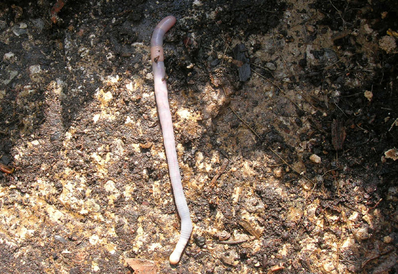 Lumbricus sp.