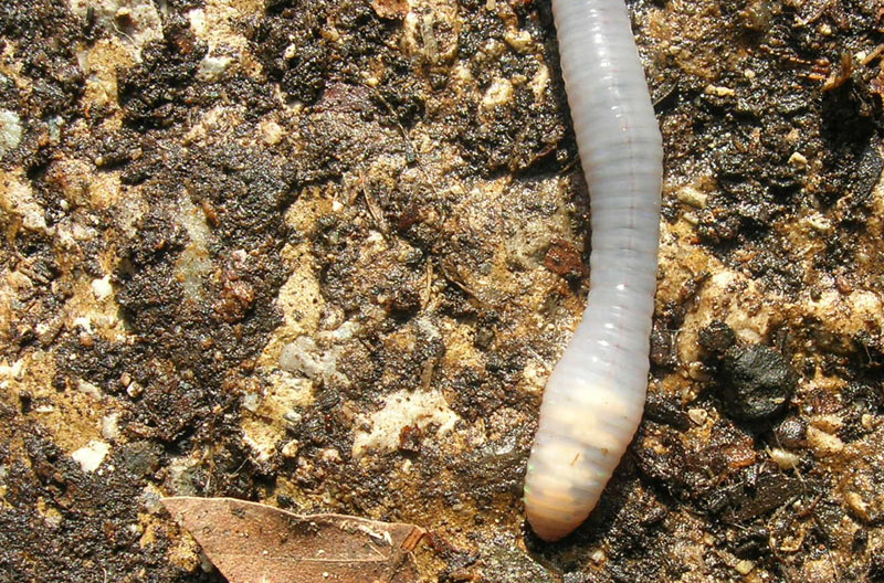 Lumbricus sp.