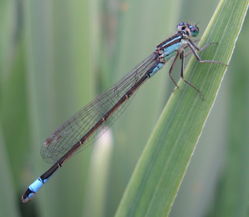 Ischnura elegans maschio neosfarfallato?