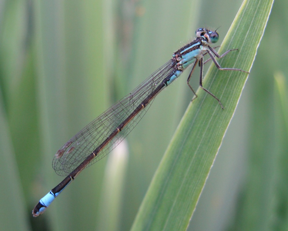 ischnura elegans femmina?