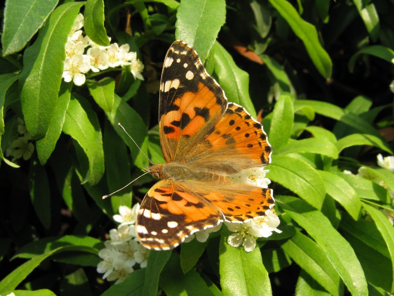 Vanessa cardui, migrazione?