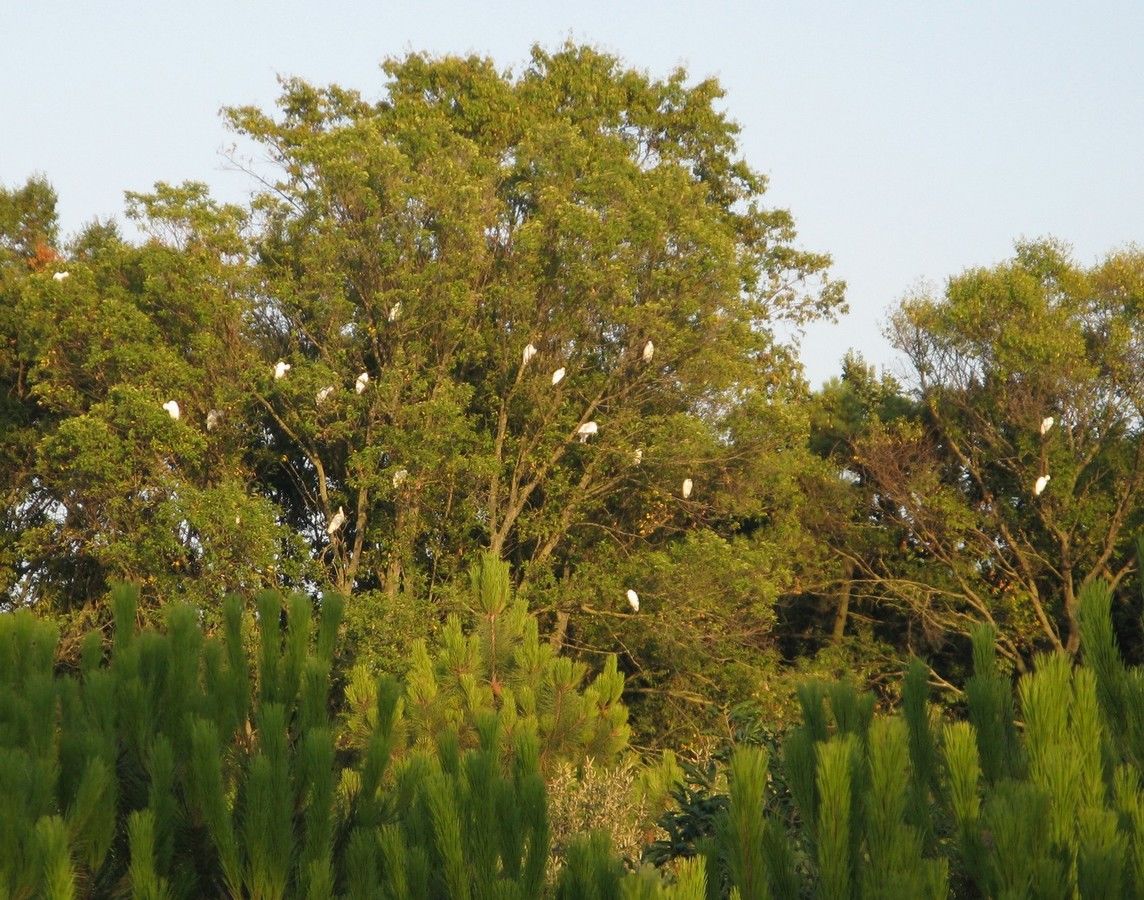 Pineta di Ravenna: garzaia