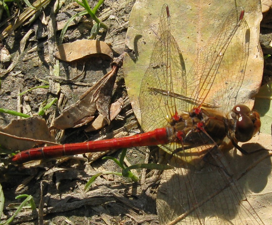 Sympetrum fonscolombii 2? no maschio di Sympetrum striolatum