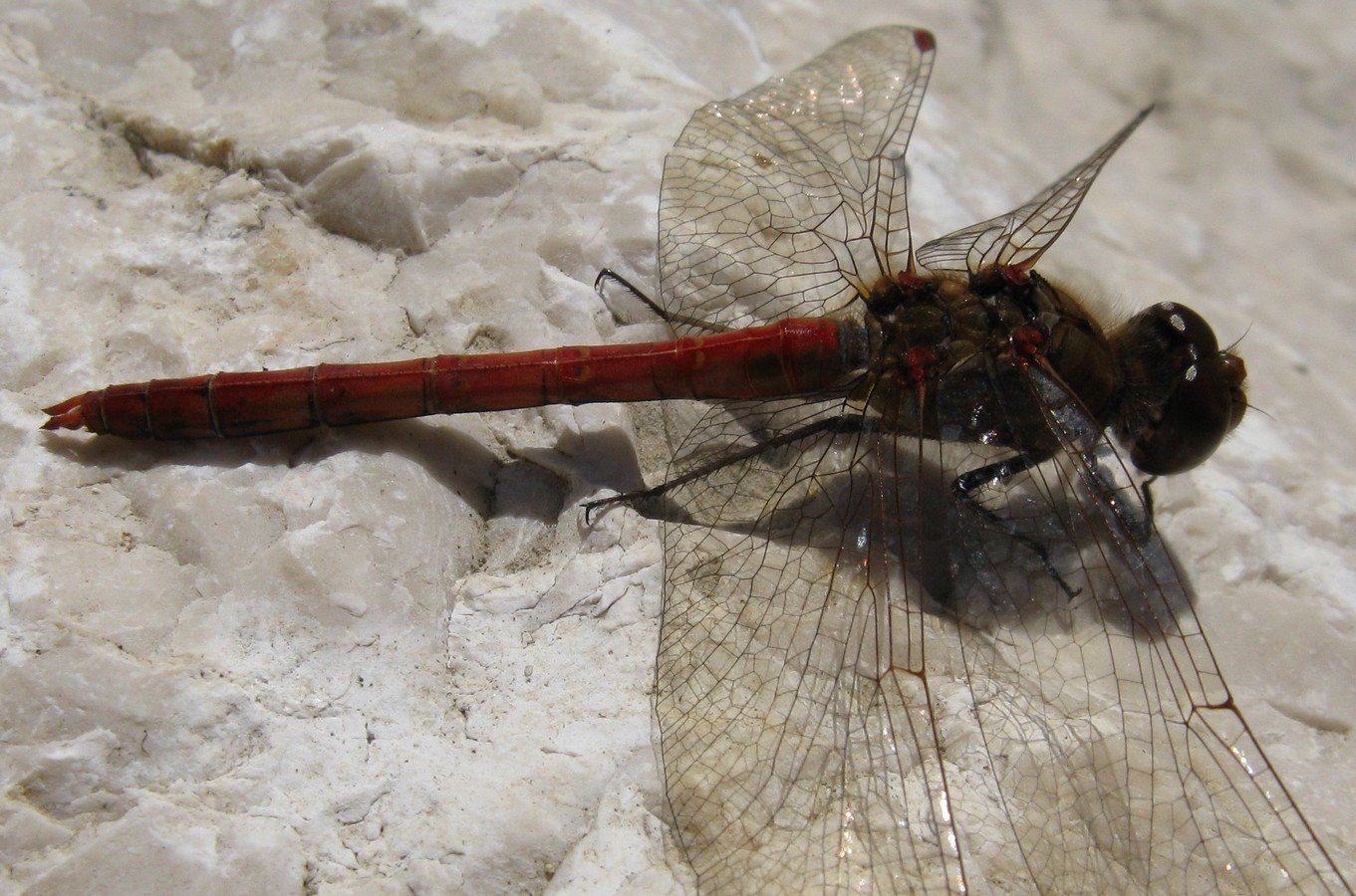 Ancora Sympetrum striolatum