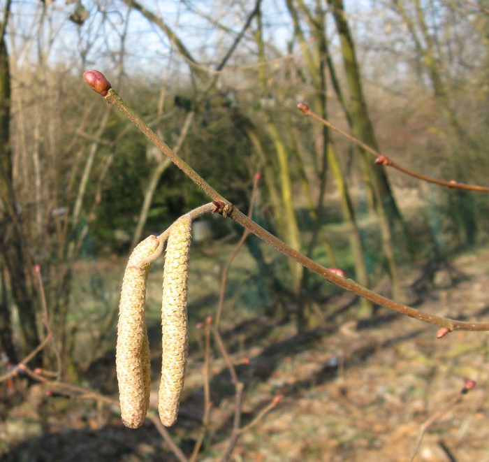 La primavera  vicina