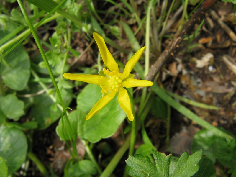 Ranunculus ficaria