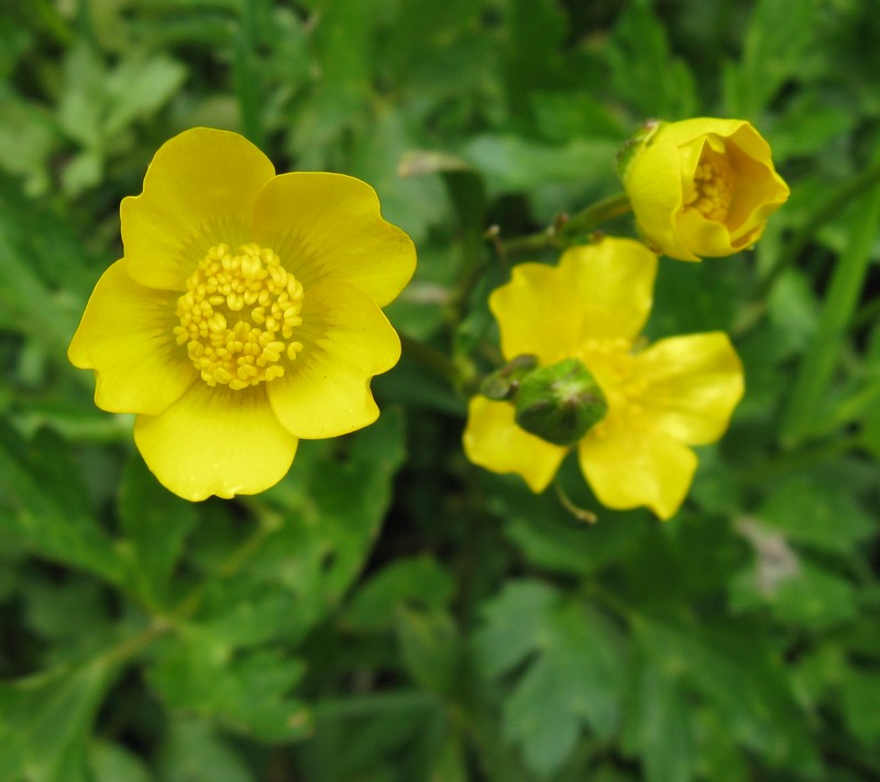 Ranunculus sp.