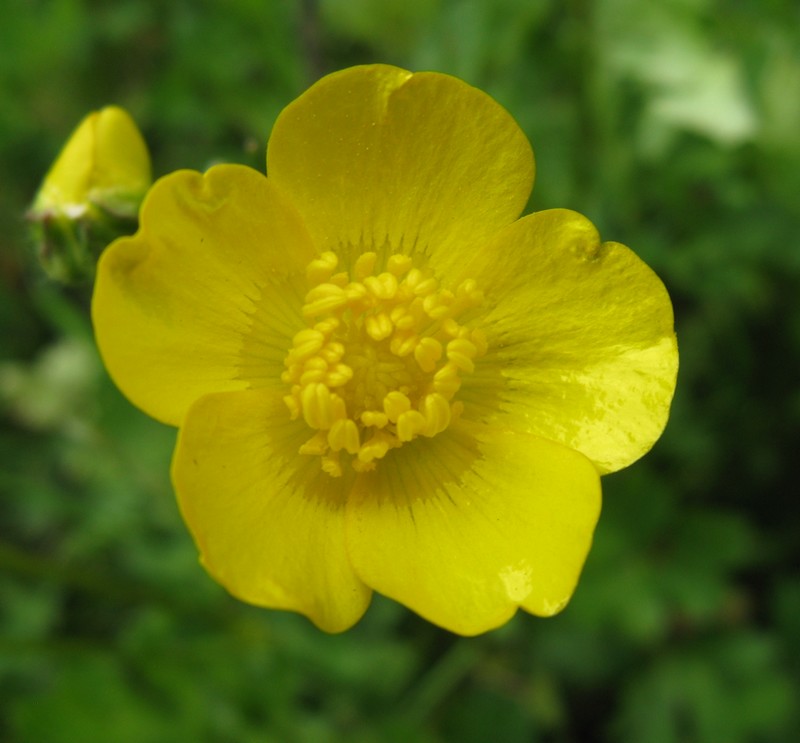 Ranunculus sp.