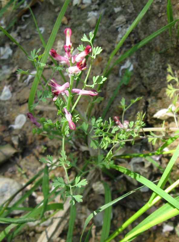 Fumaria officinalis