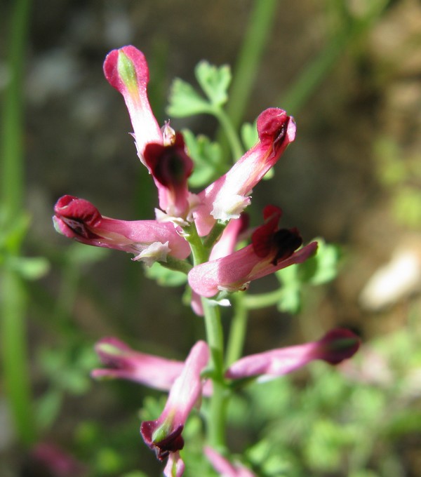 Fumaria officinalis