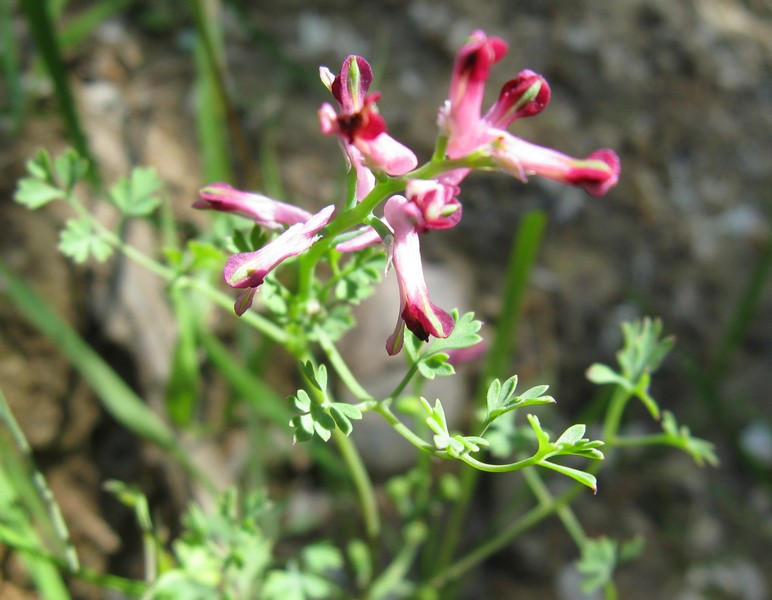 Fumaria officinalis