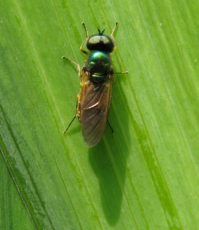 Chloromyia formosa