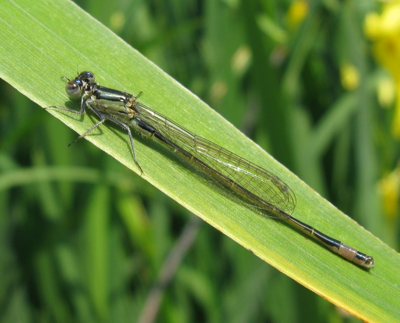 Ischnura elegans maschio neosfarfallato?