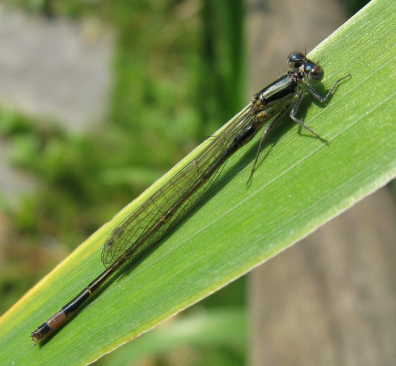 Ischnura elegans maschio neosfarfallato?