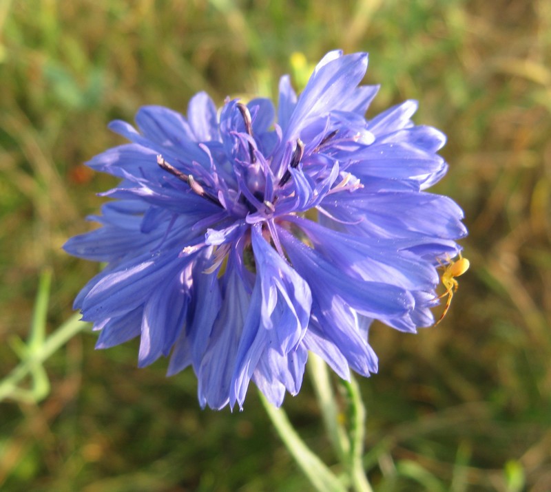 Fiordaliso - Cyanus segetum