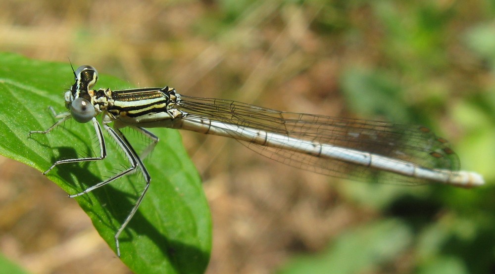 Platycnemis pennipes