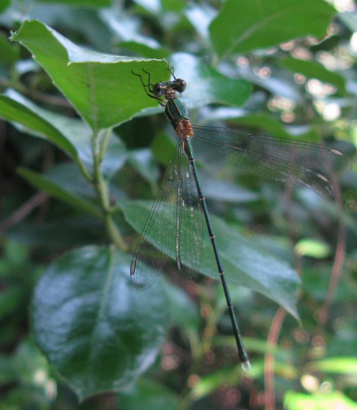 Chalcolestes cfr. viridis