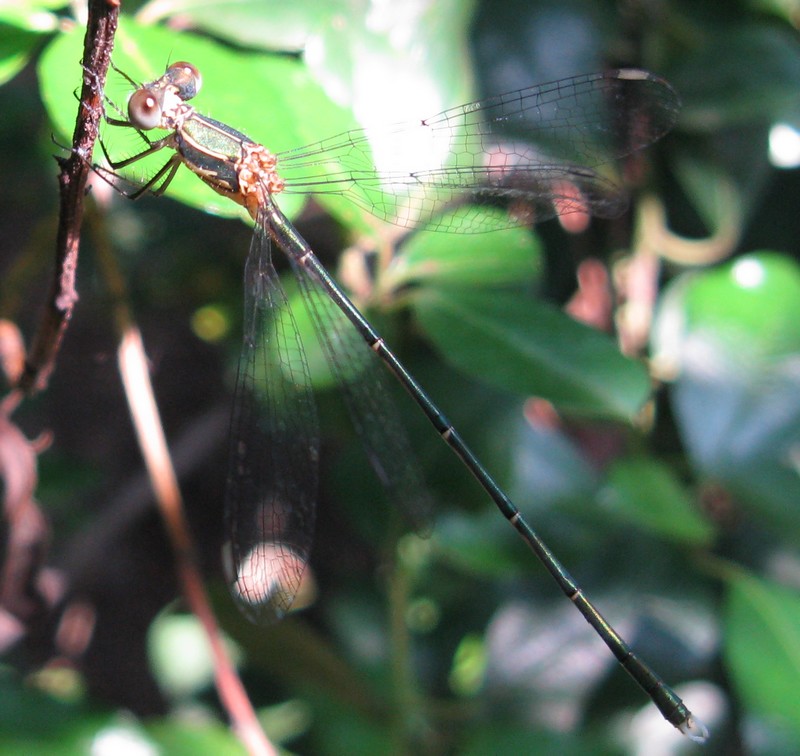 Chalcolestes cfr. viridis