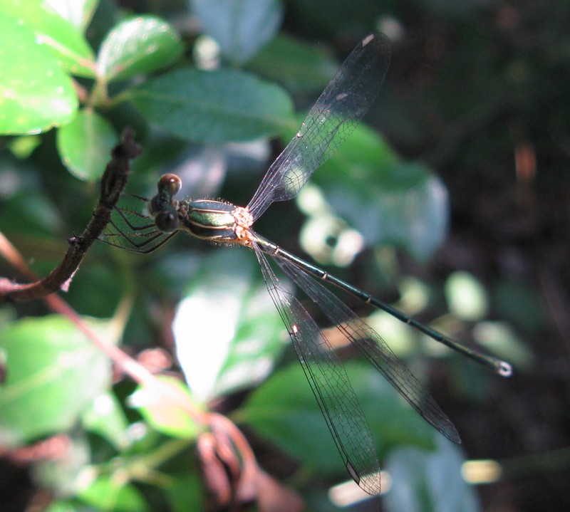 Chalcolestes cfr. viridis