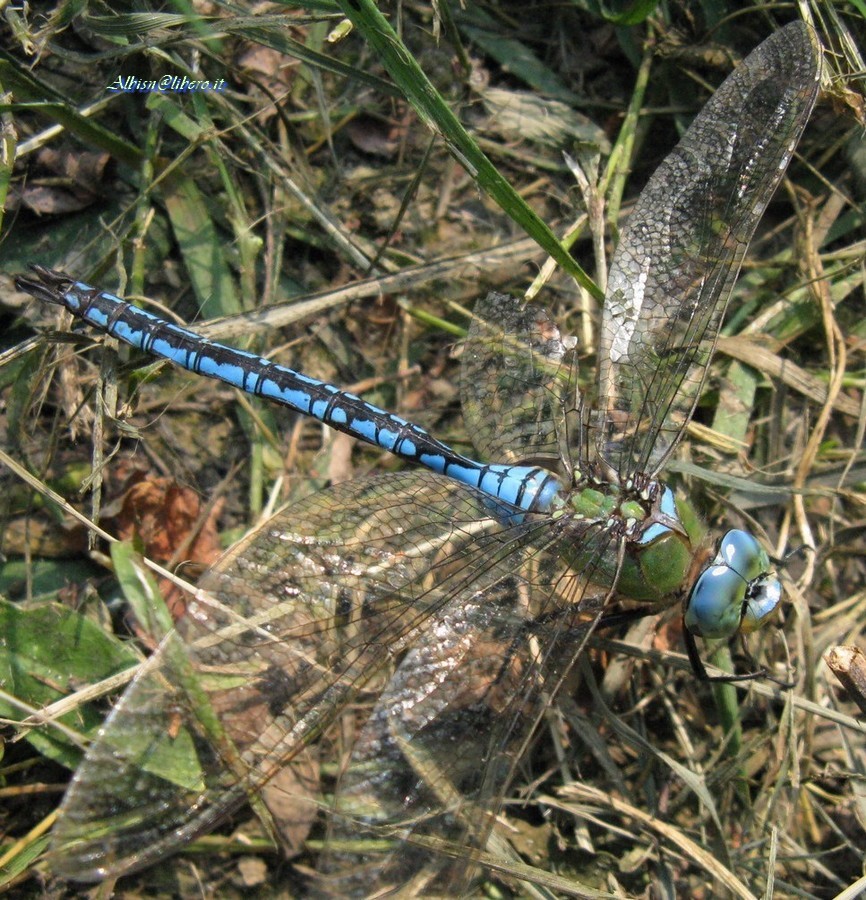 Anax imperator... sul campo