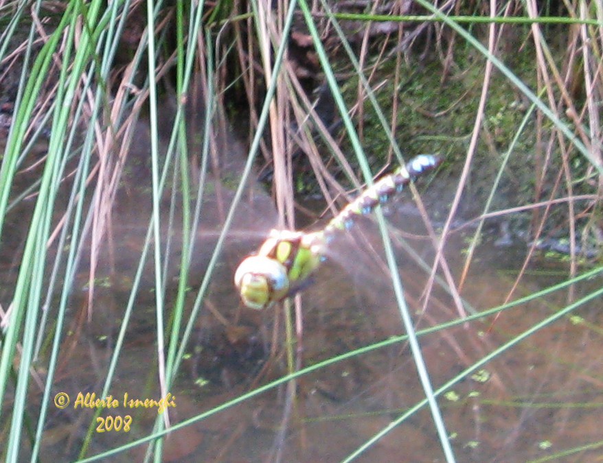 Anax Imperator (?) a Seveso