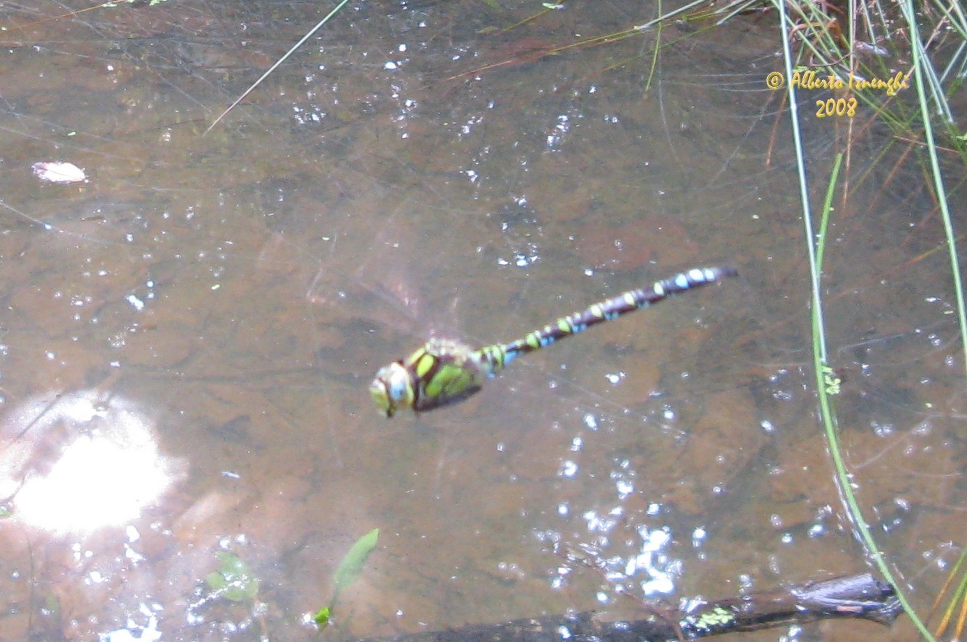 Anax Imperator (?) a Seveso