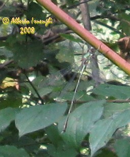 Chalcolestes viridis a Seveso