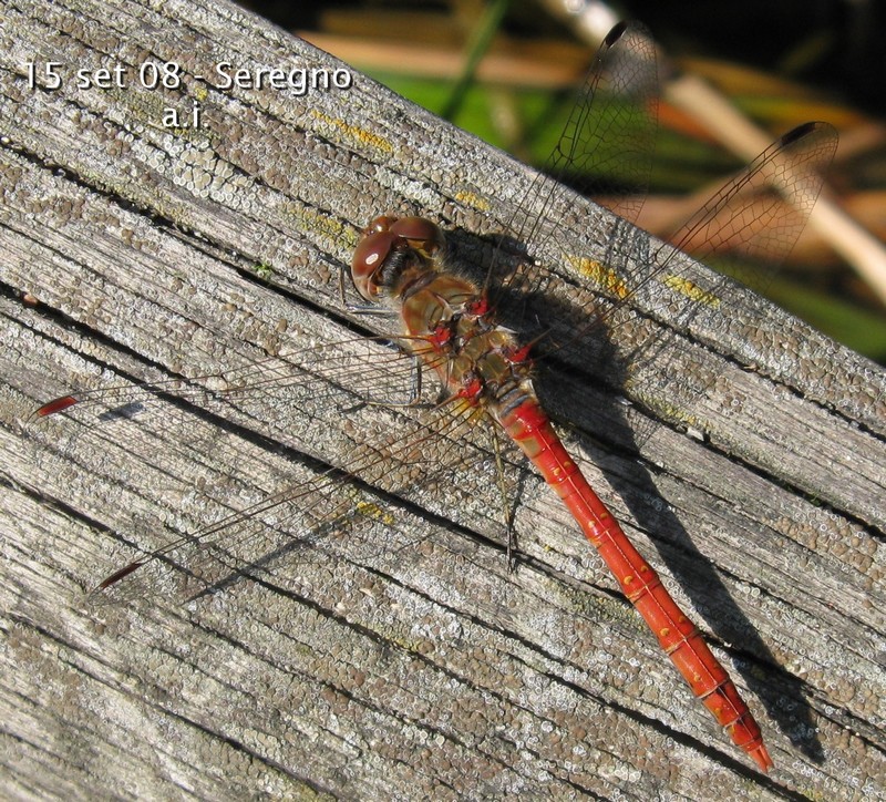 Sympetrum striolatum