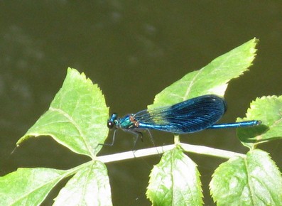 Calopteryx splendens?