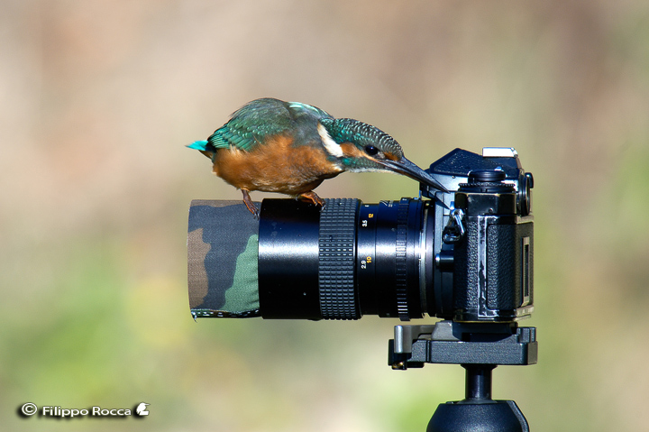 Avifauna humor