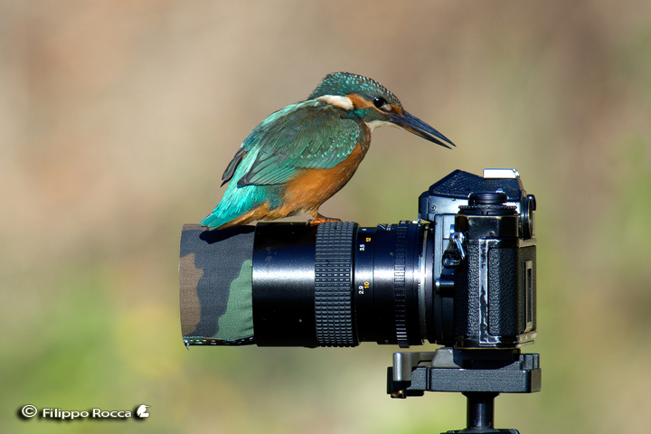 Avifauna humor