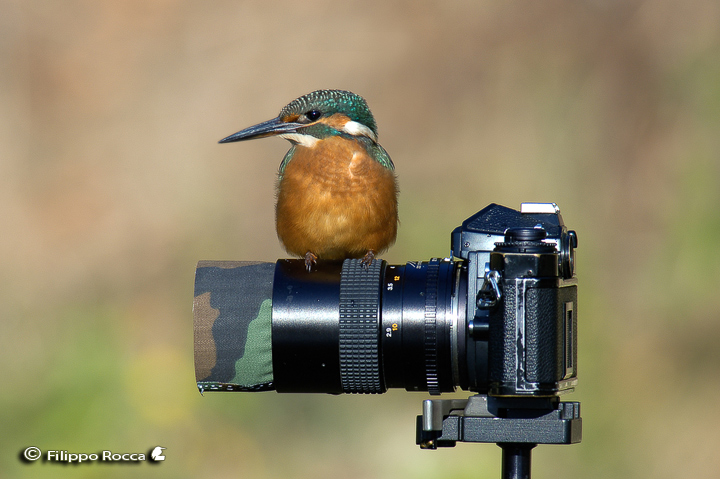 Avifauna humor