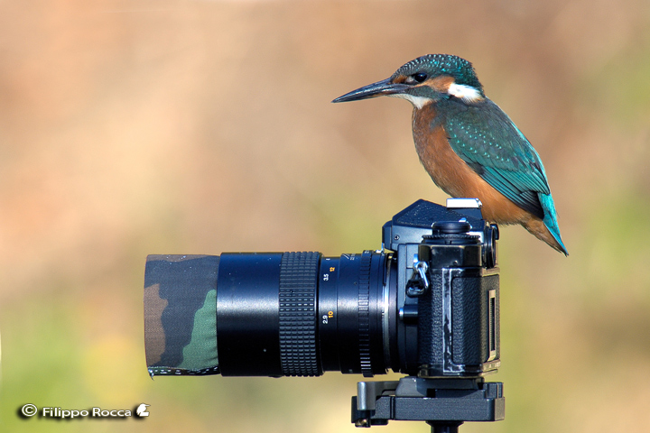 Avifauna humor