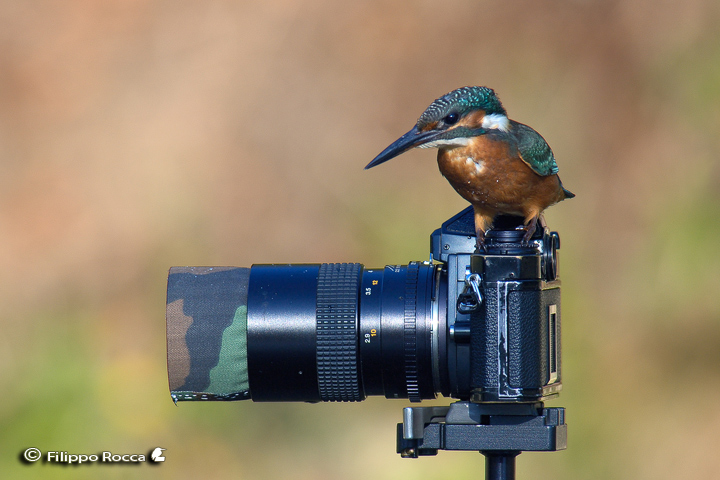 Avifauna humor