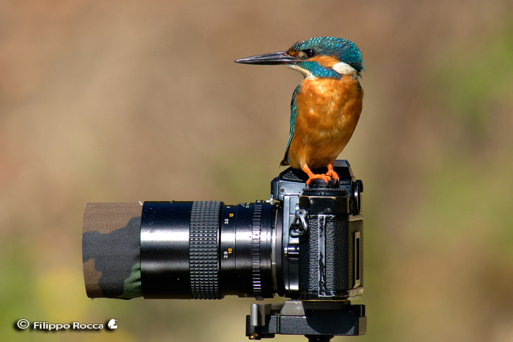 Avifauna humor