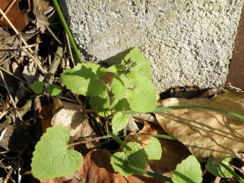 Lunaria annua