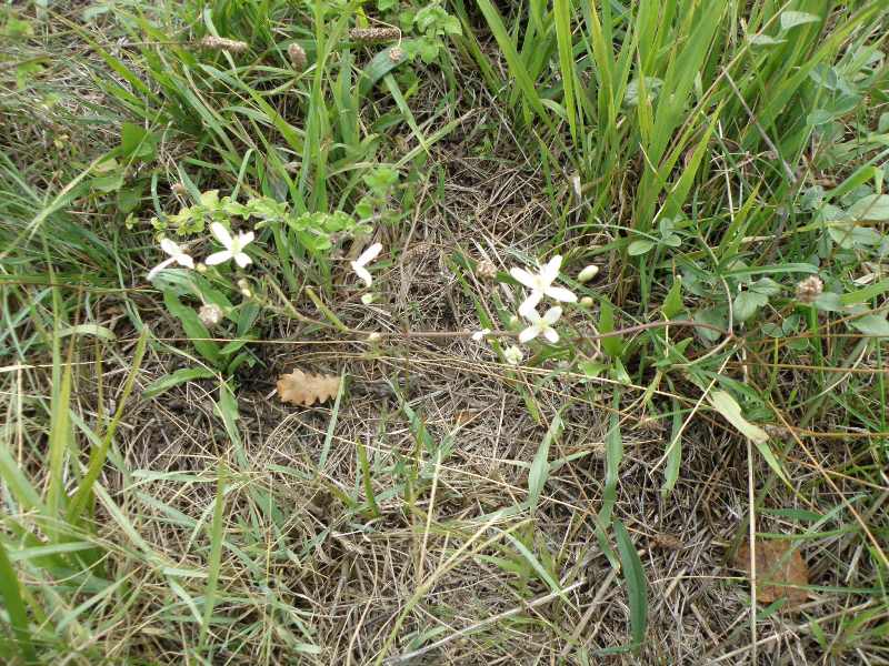 Clematis flammula (e C. vitalba)