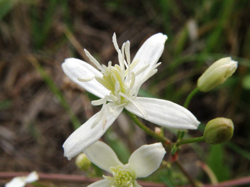 Clematis flammula (e C. vitalba)