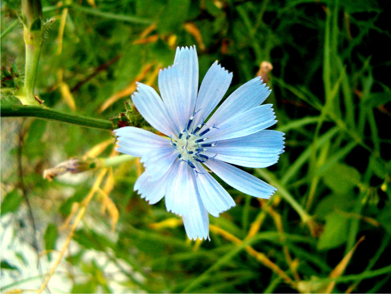 Cichorium intybus e Urospermum dalechampii