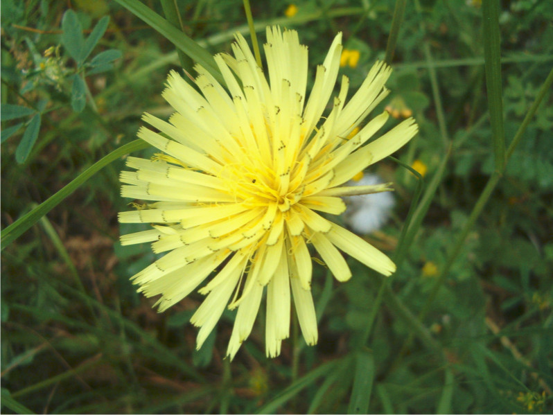 Cichorium intybus e Urospermum dalechampii