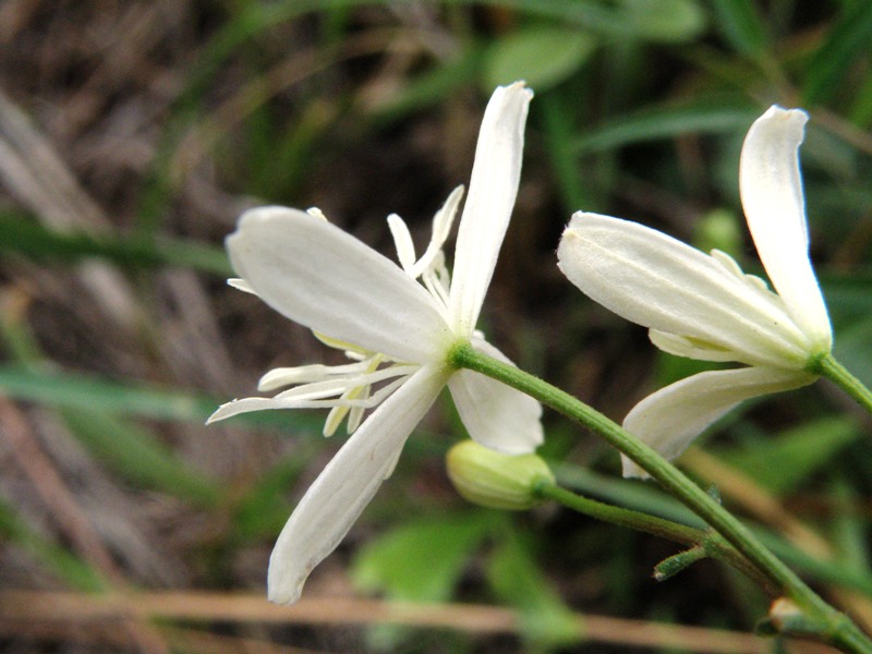 Clematis flammula (e C. vitalba)