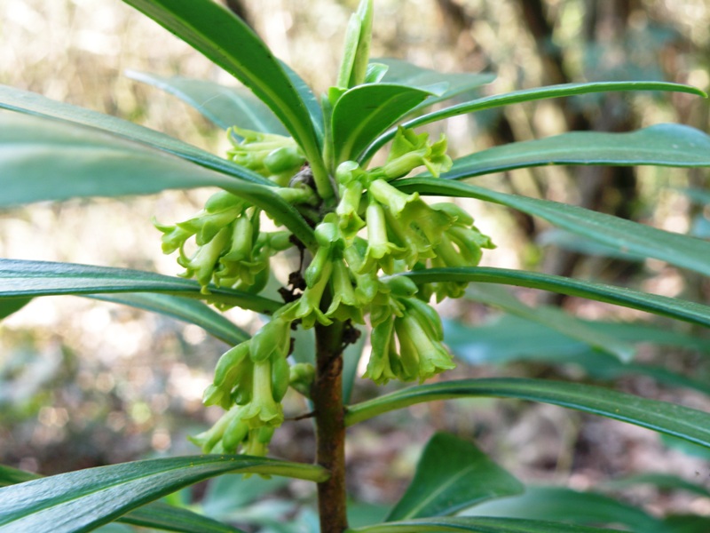 Daphne laureola