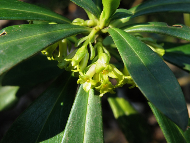 Daphne laureola